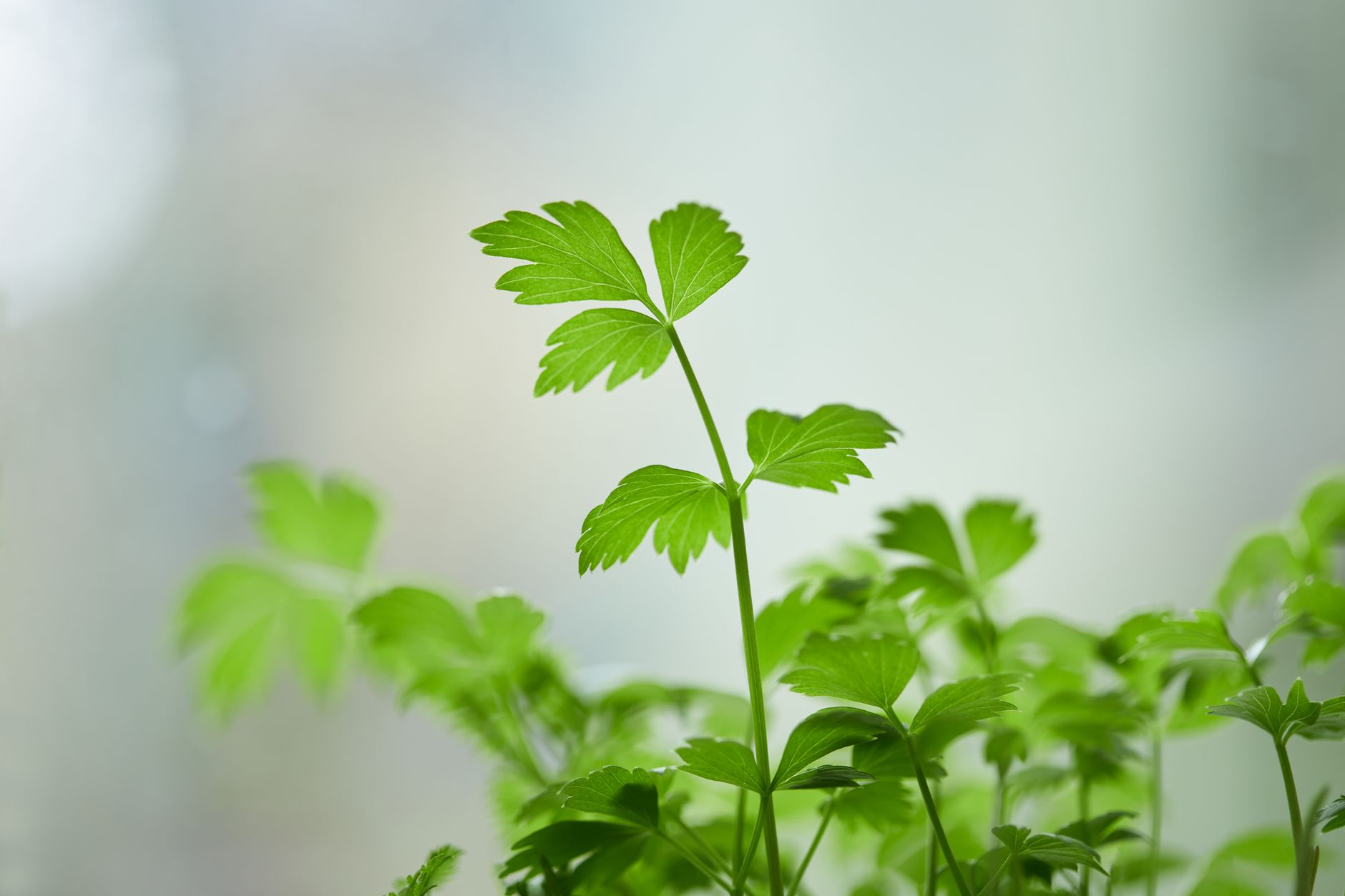 Zbliżenie na świeżą natkę pietruszki do wykorzystania w kuchni